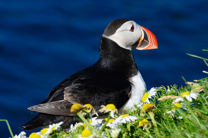 photo of a puffin