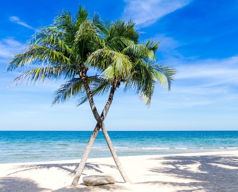 photo of two crossing palm trees on a white beach