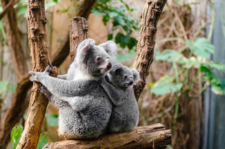 photo of two Koala bears