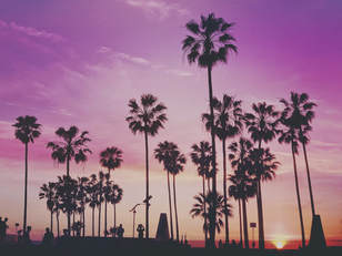 photo of palm trees against purple sunset