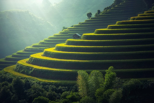 green terraced field in Asia
