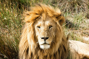 close up photo of a big lion