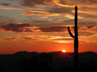 cactus in sunset