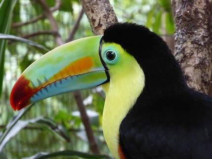 photo of a colorful toucan